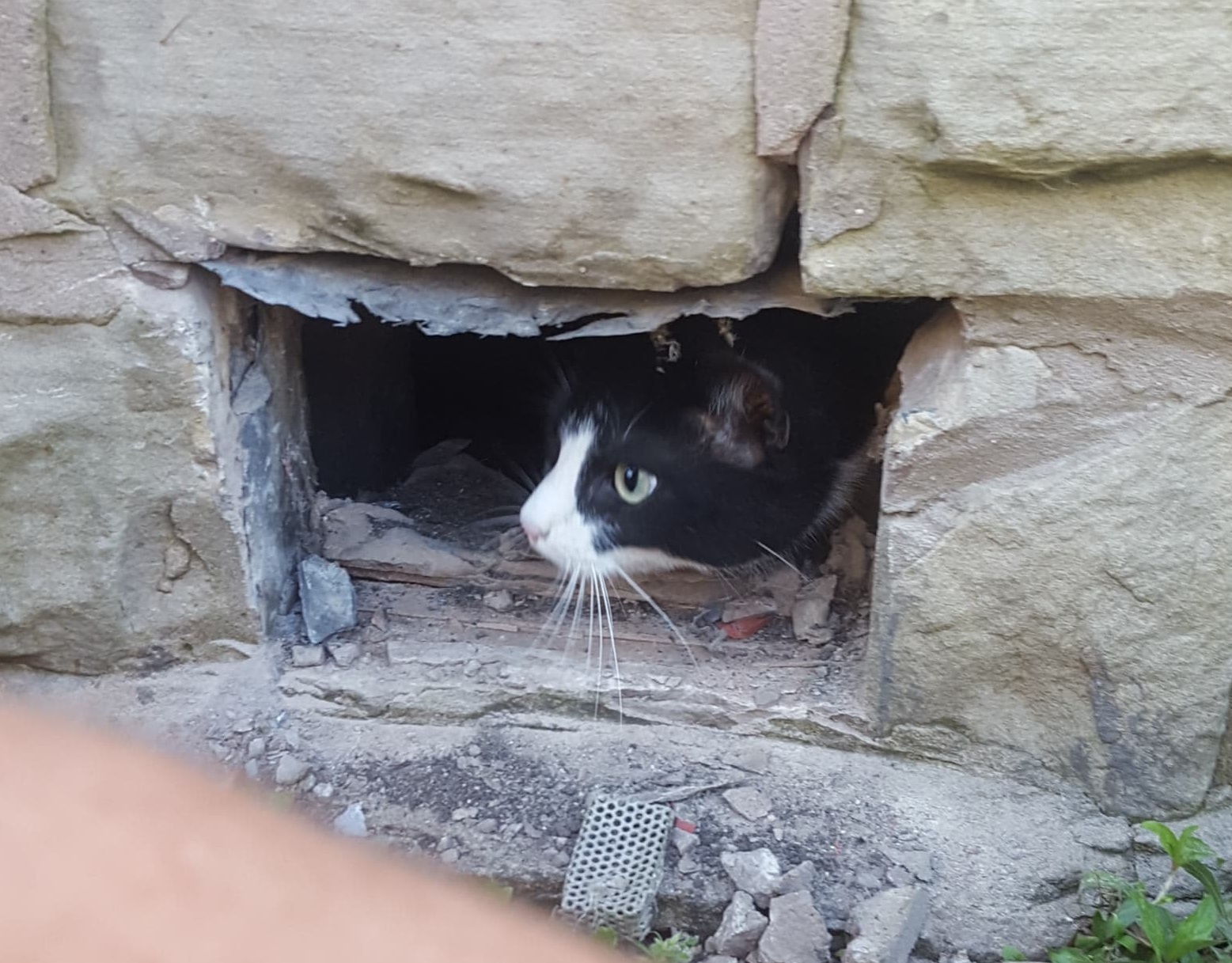 cat under house