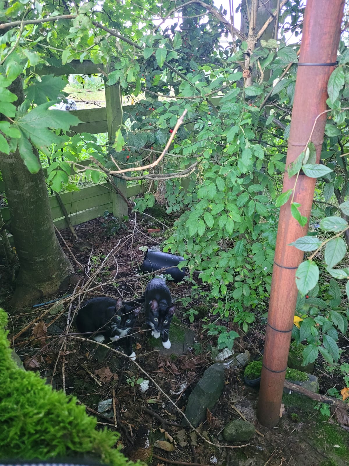 Ten day old kittens found abandoned in school bin