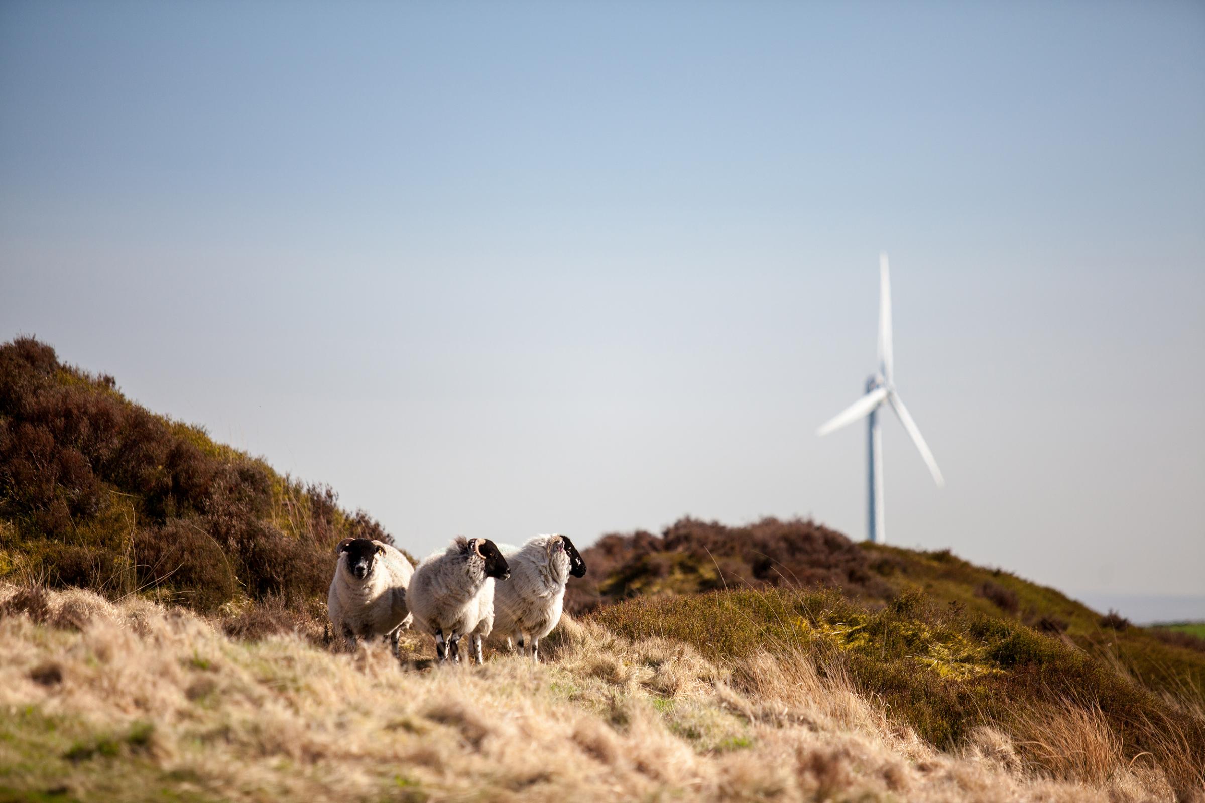 The Scout Moor wind farm near Rochdale (Picture: Cubico Sustainable Investments)